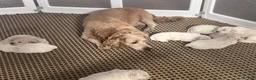 Mini Goldendoodle dogs for sale: Mini Goldendoodle 2 - Ad 14