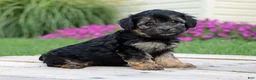 Yorkiepoo dogs for sale: Krissy - Ad 3