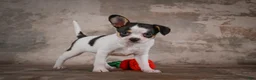 Chihuahua dogs for sale: Earl - Ad 1