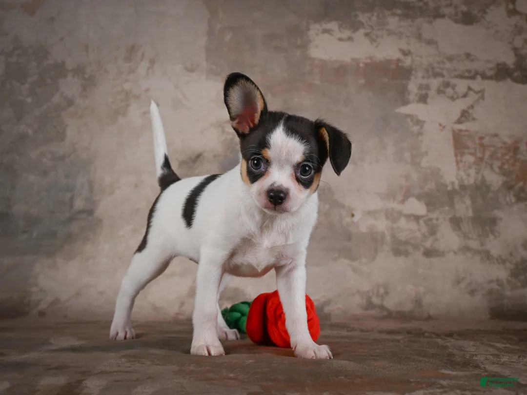 Chihuahua dogs for sale: Earl - Ad 1
