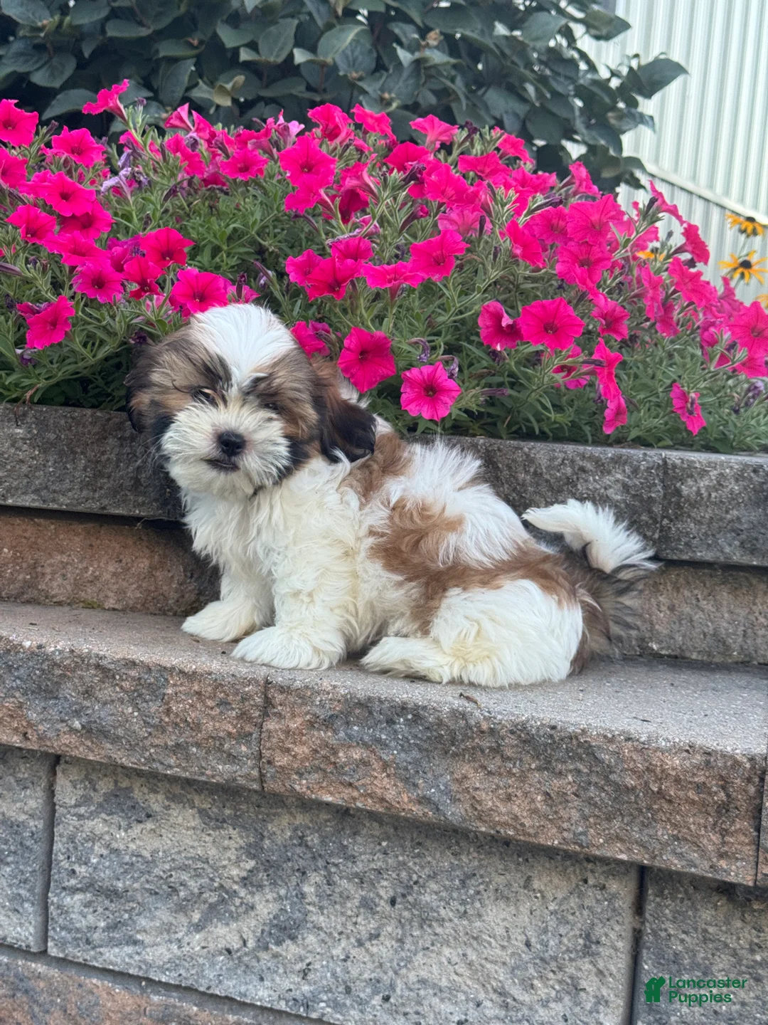 Shih Tzu dogs for sale: Skylar - Ad 5