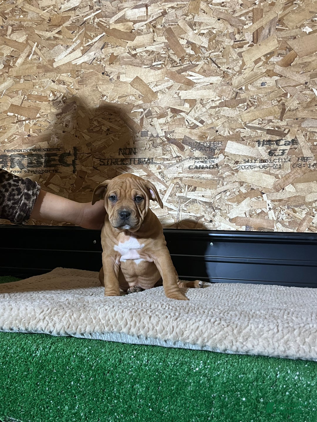 American Bully dogs for sale: Cinnamon  - Ad 2