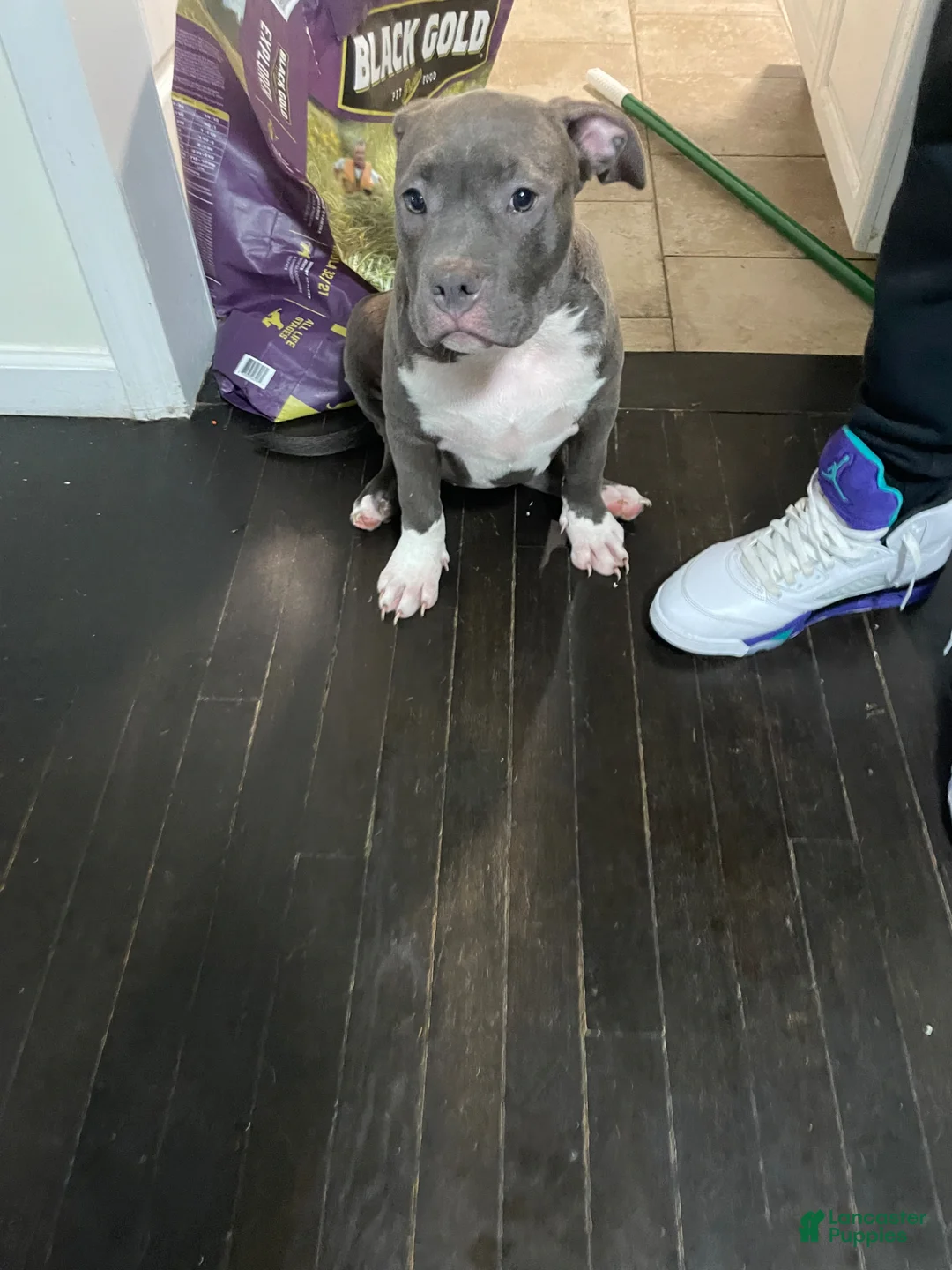 American Bully dogs for sale: Sasha  - Ad 1