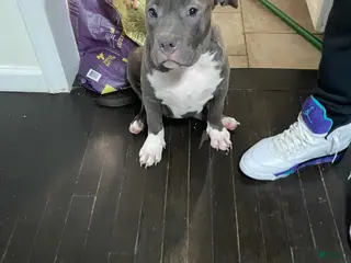 American Bully dogs Sasha - Ad 11