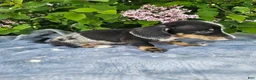 Dachshund dogs for sale: Rusty - Ad 8