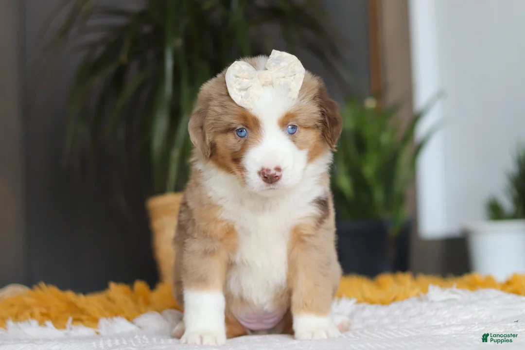 Australian Shepherd dogs for sale: Outback - Ad 6