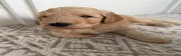 Goldendoodle dogs for sale: Kookie  - Ad 7