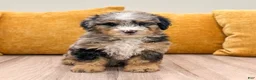 Mini Bernedoodle dogs for sale: Cookie - Ad 4