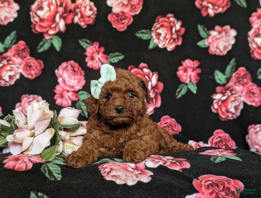 Toy Poodle dogs for sale: Marcella 9 lbs Full Grown - Ad 5
