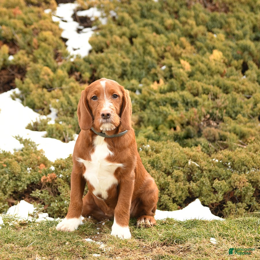 Labradoodle dogs Jingle  - Ad 1