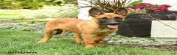 Belgian Malinois dogs for sale: Zara - Ad 4