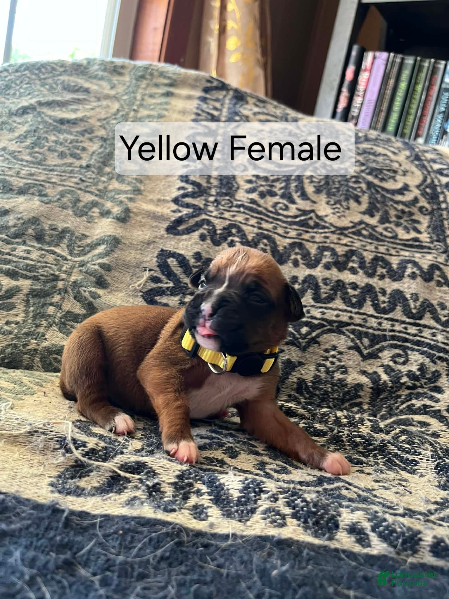 Boxer dogs Yellow Female - Ad 25
