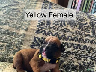 Boxer dogs Yellow Female - Ad 25
