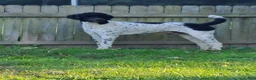 Labradoodle dogs for sale: Kobe - Ad 6