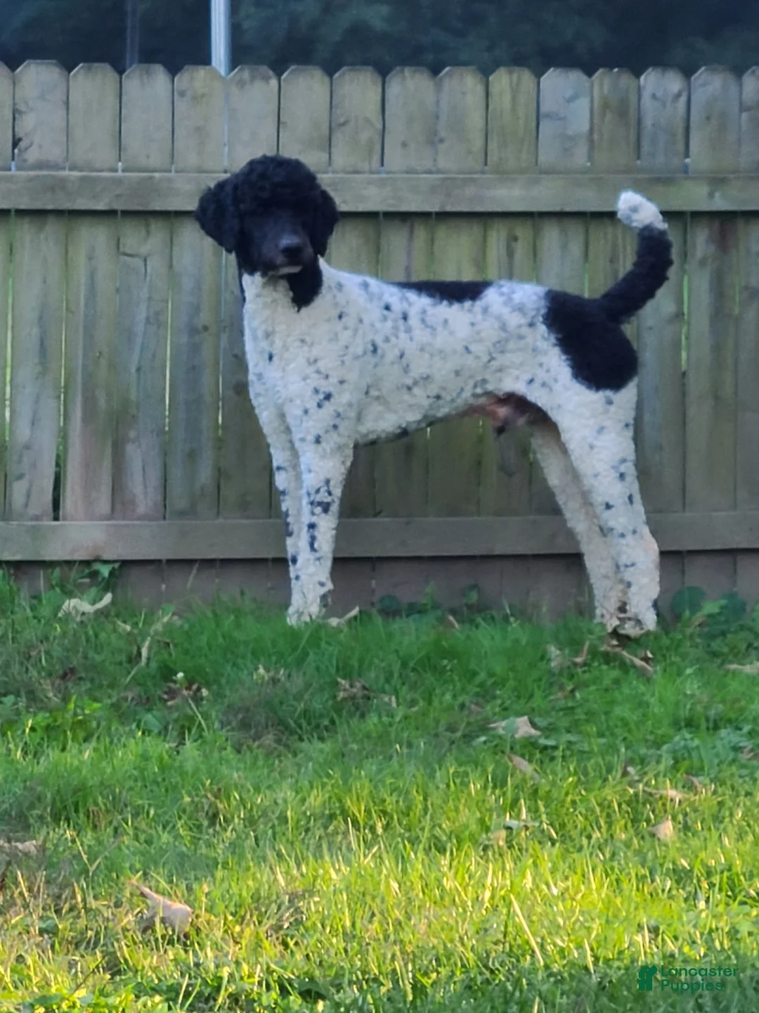Labradoodle dogs for sale: Kobe - Ad 6