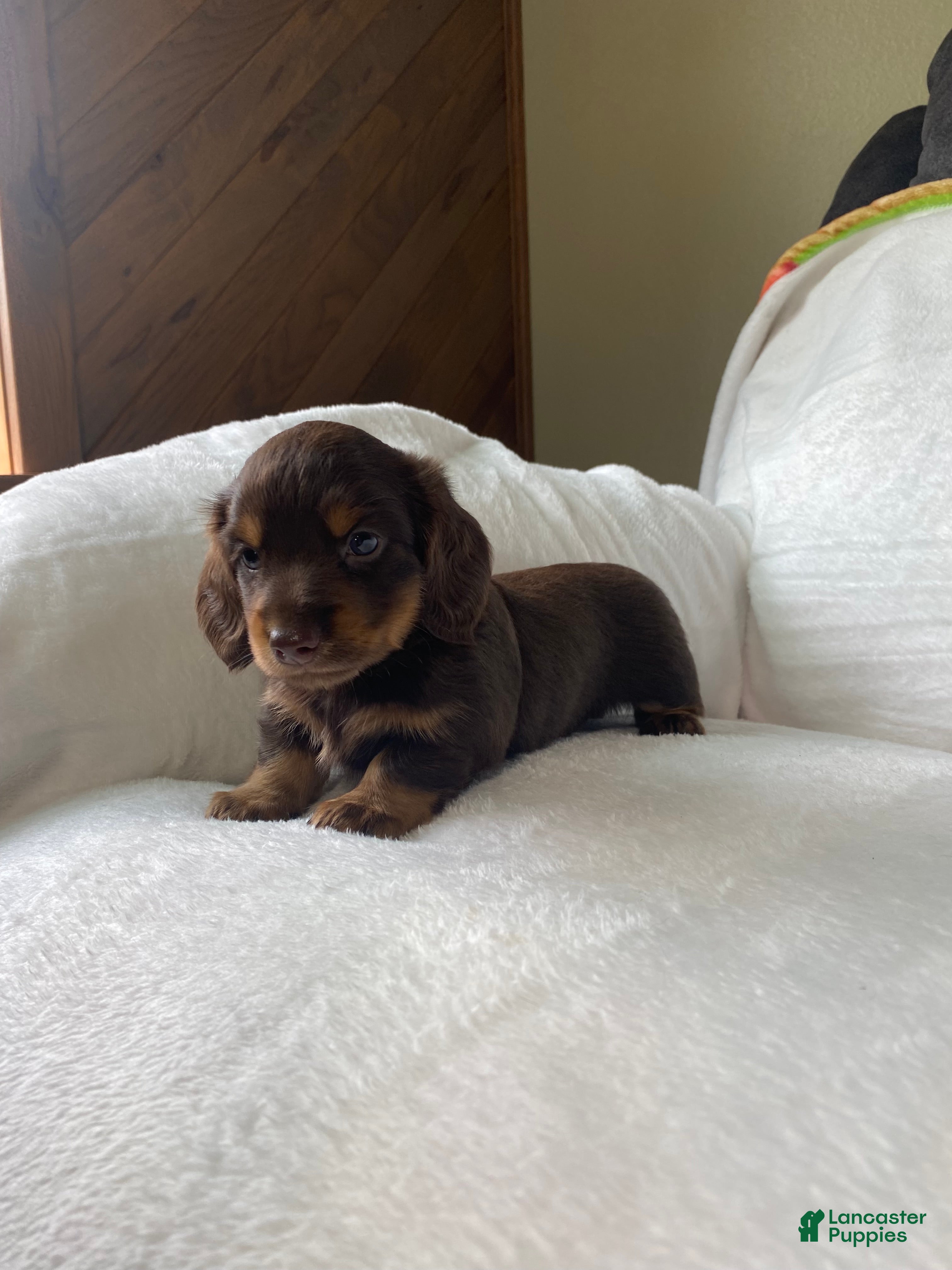 Miniature Dachshund dogs Miniature Dachshund 1 - Ad 2