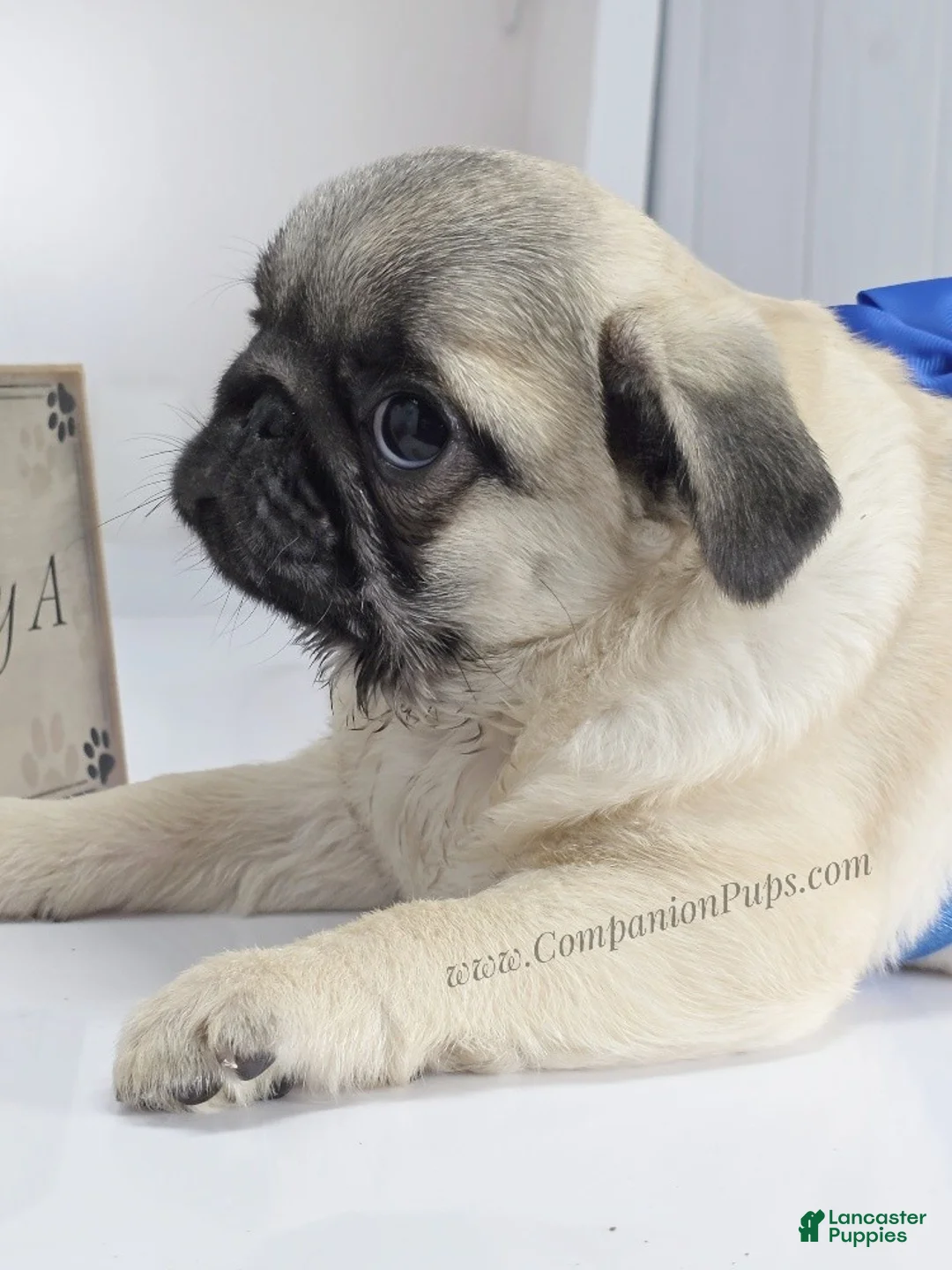 Pug dogs for sale: Rain- Fawn Male Pug Puppy - Ad 7