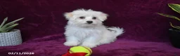 Maltese dogs for sale: Jasper - Ad 2