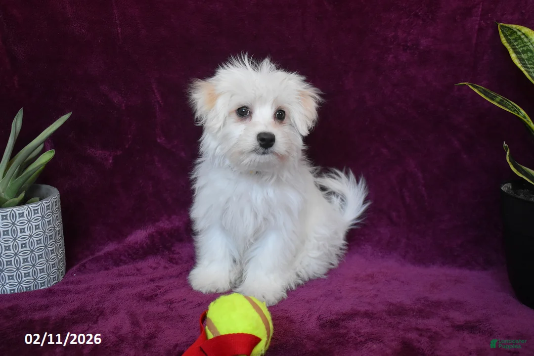 Maltese dogs for sale: Jasper - Ad 2