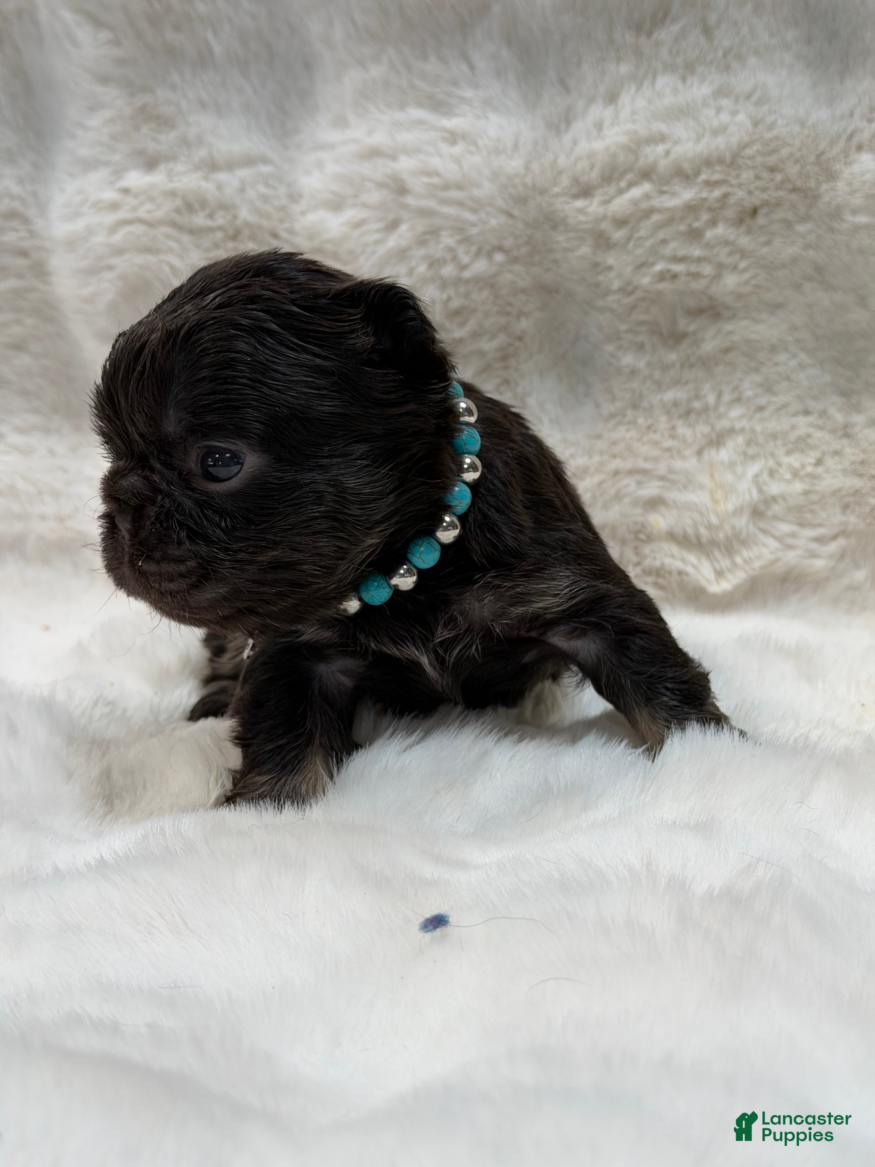 French Bulldog dogs French Bulldog 4 - Ad 2