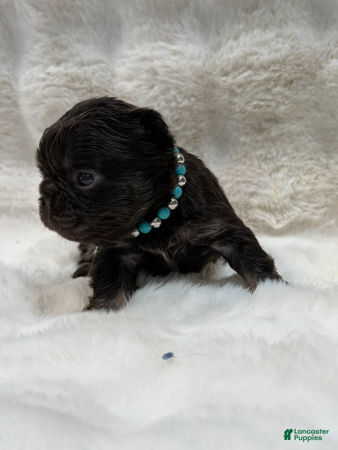 French Bulldog dogs for sale: French Bulldog 4 - Ad 2