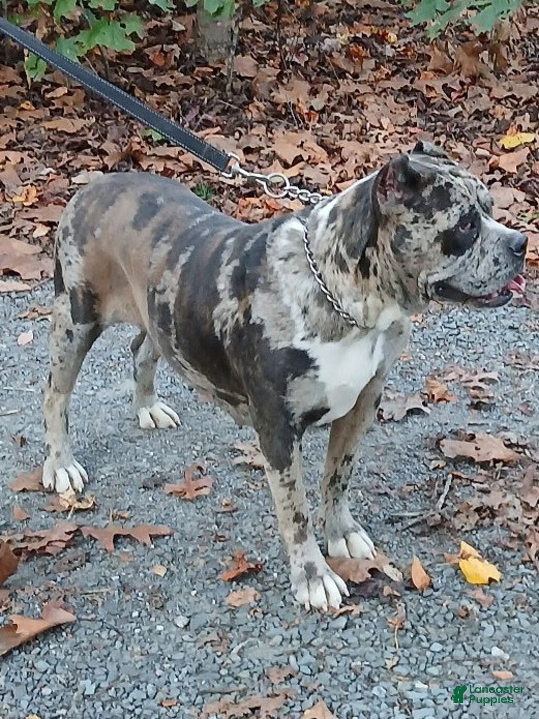 Cane Corso dogs for sale: Beyonce - Ad 3