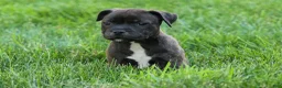 Staffordshire Bull Terrier dogs for sale: Moxie 💖 - Ad 10