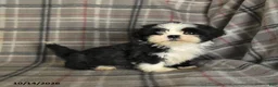 Shih Tzu dogs for sale: Tulip - Ad 5