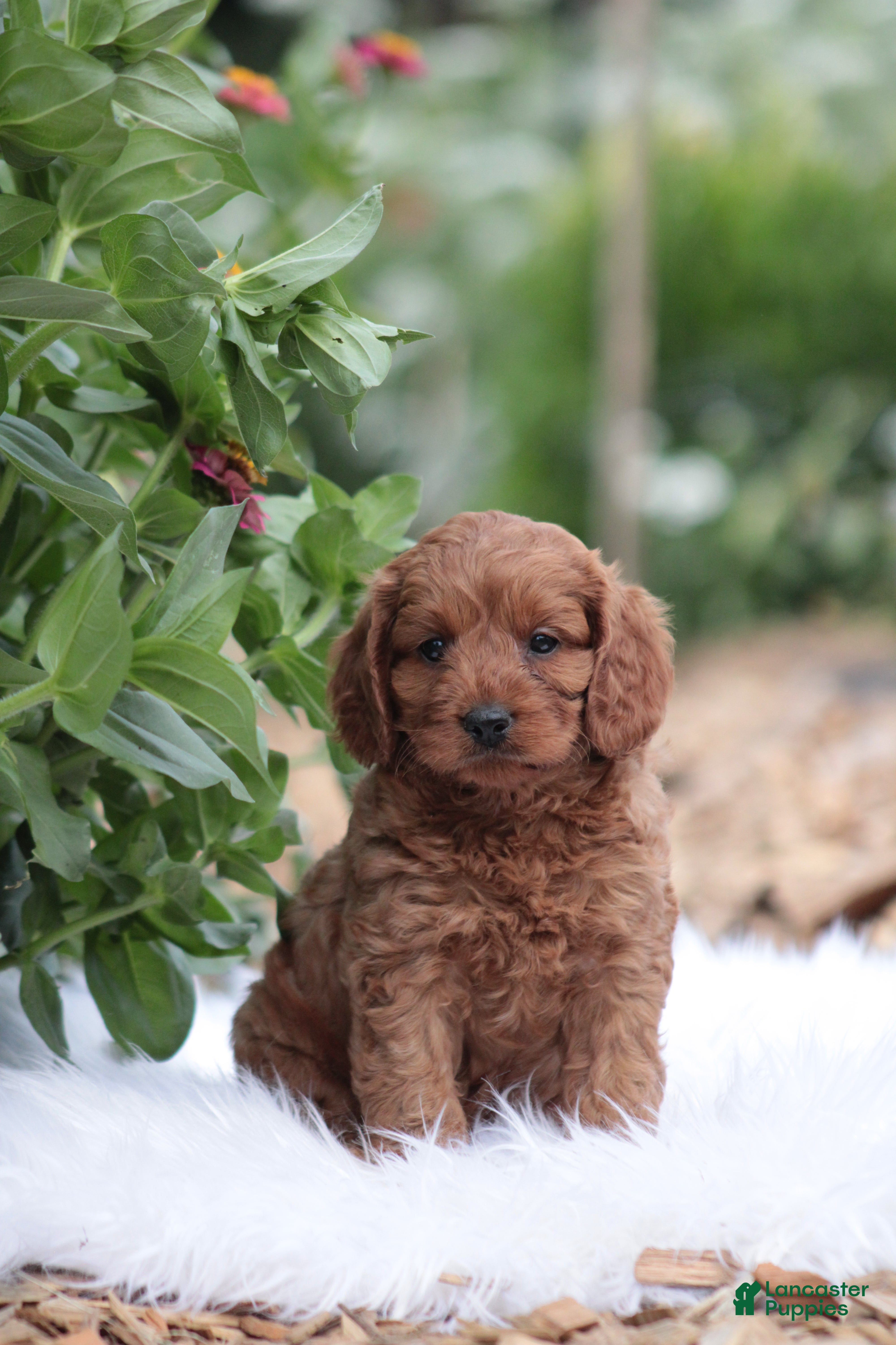Cavapoo dogs for sale: Bingo  - Ad 4