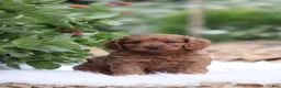 Cavapoo dogs for sale: Bingo  - Ad 1