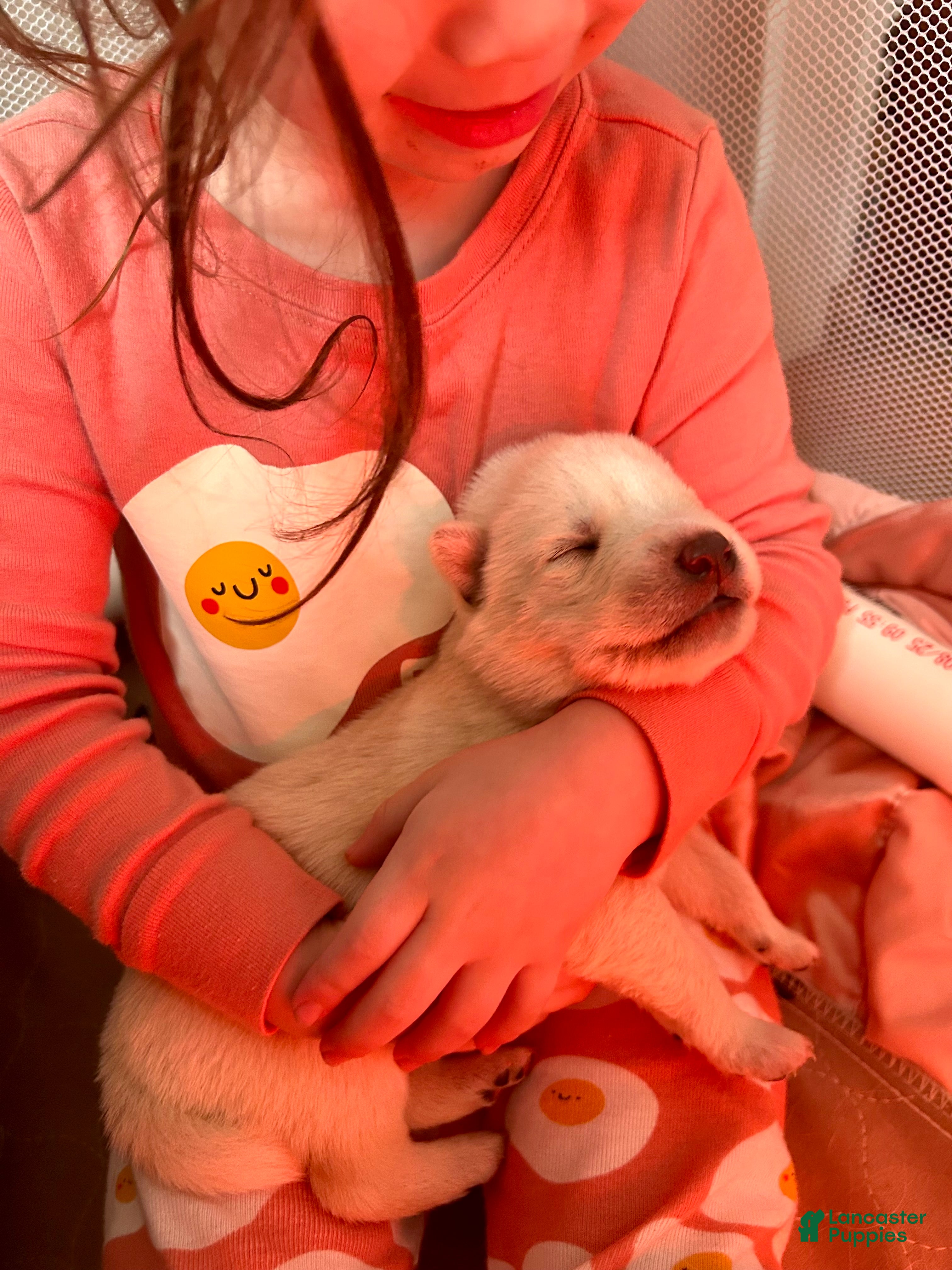 Gerberian Shepsky dogs Gerberian Shepsky Puppy 6 - Ad 23