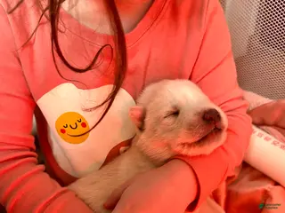 Gerberian Shepsky dogs Gerberian Shepsky Puppy 6 - Ad 23