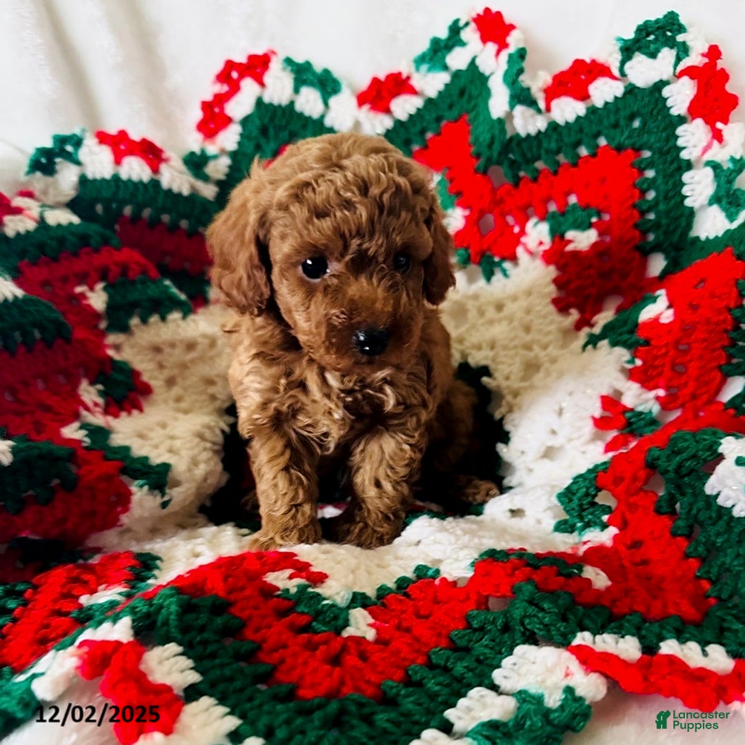 Toy Poodle dogs for sale: Joy - Ad 1