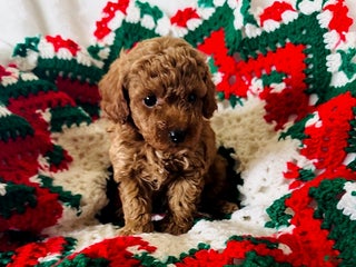 Toy Poodle dogs Joy - Ad 2