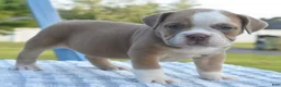 Mixed Breed dogs for sale: Luna bully hybrid  - Ad 15