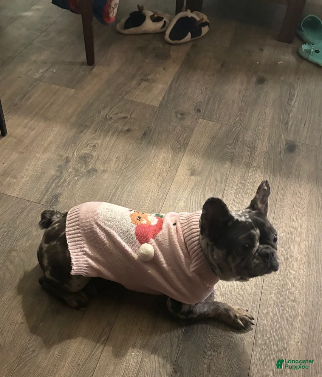 French Bulldog dogs for sale: French Bulldog Puppy 1 - Ad 2
