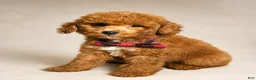 Mini Goldendoodle dogs for sale: S'More - Deep Red S’more – Petite Mini Goldendoodle – Gorgeous Coloring - Ad 5