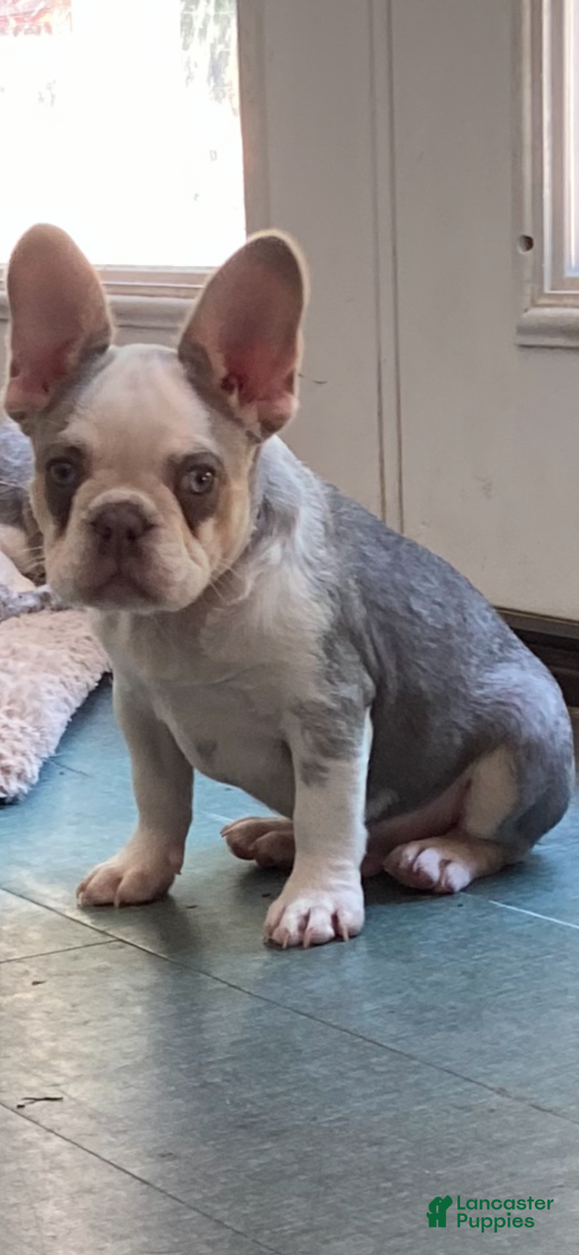 French Bulldog dogs French Bulldog Puppy 1 - Ad 1