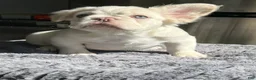 French Bulldog dogs for sale: Bernie MacK - Ad 3