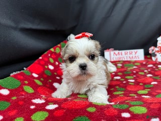 Shih Tzu dogs Shih Tzu Puppy 6 - Ad 2