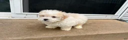 Maltipoo dogs for sale: Maltipoo 1 - Ad 2