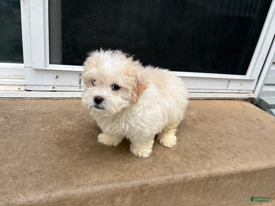 Maltipoo dogs for sale: Maltipoo 1 - Ad 2