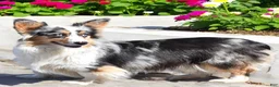 Welsh Corgi Pembroke dogs for sale: Jolene - Ad 13