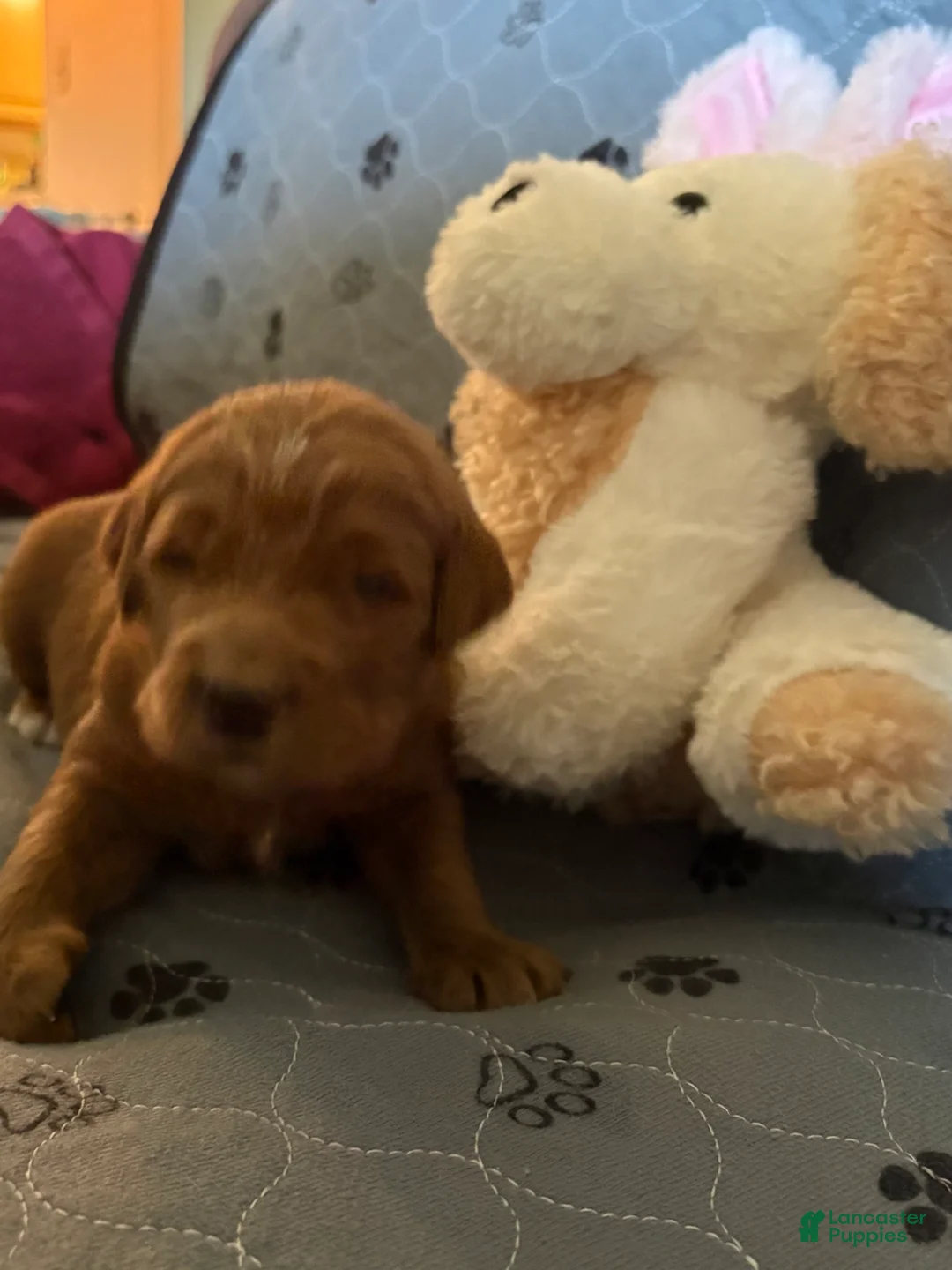 Goldendoodle dogs for sale: Simba - Ad 4