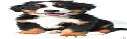Bernese Mountain Dog dogs for sale: Bella - Ad 3