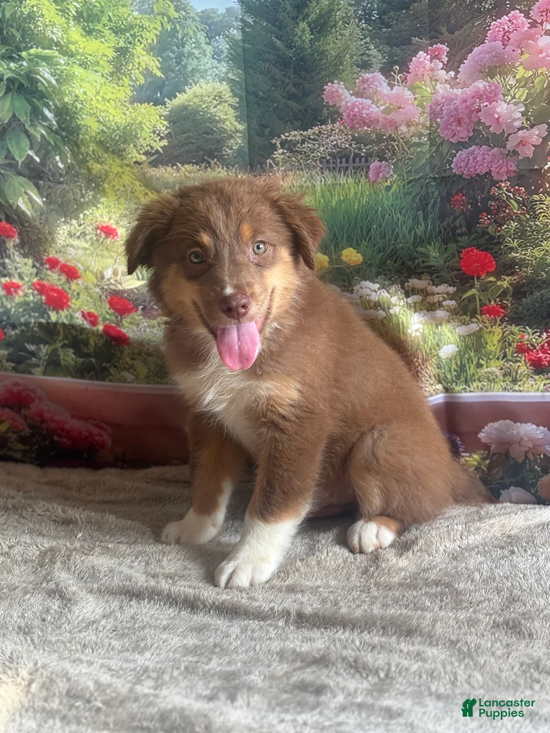 Australian Shepherd dogs for sale: Bear - Ad 1