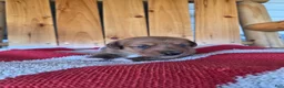 Miniature Dachshund dogs for sale: Callie - Ad 7
