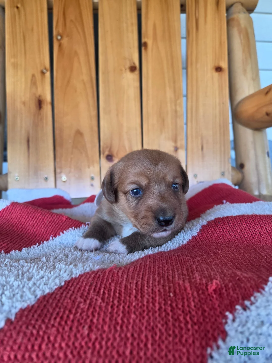 Miniature Dachshund dogs for sale: Callie - Ad 7