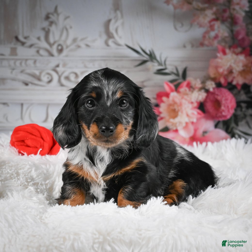 Miniature Dachshund dogs AKC-Darla - Ad 2