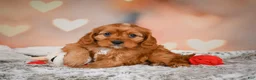 Cavapoo dogs for sale: LUNA - Ad 11